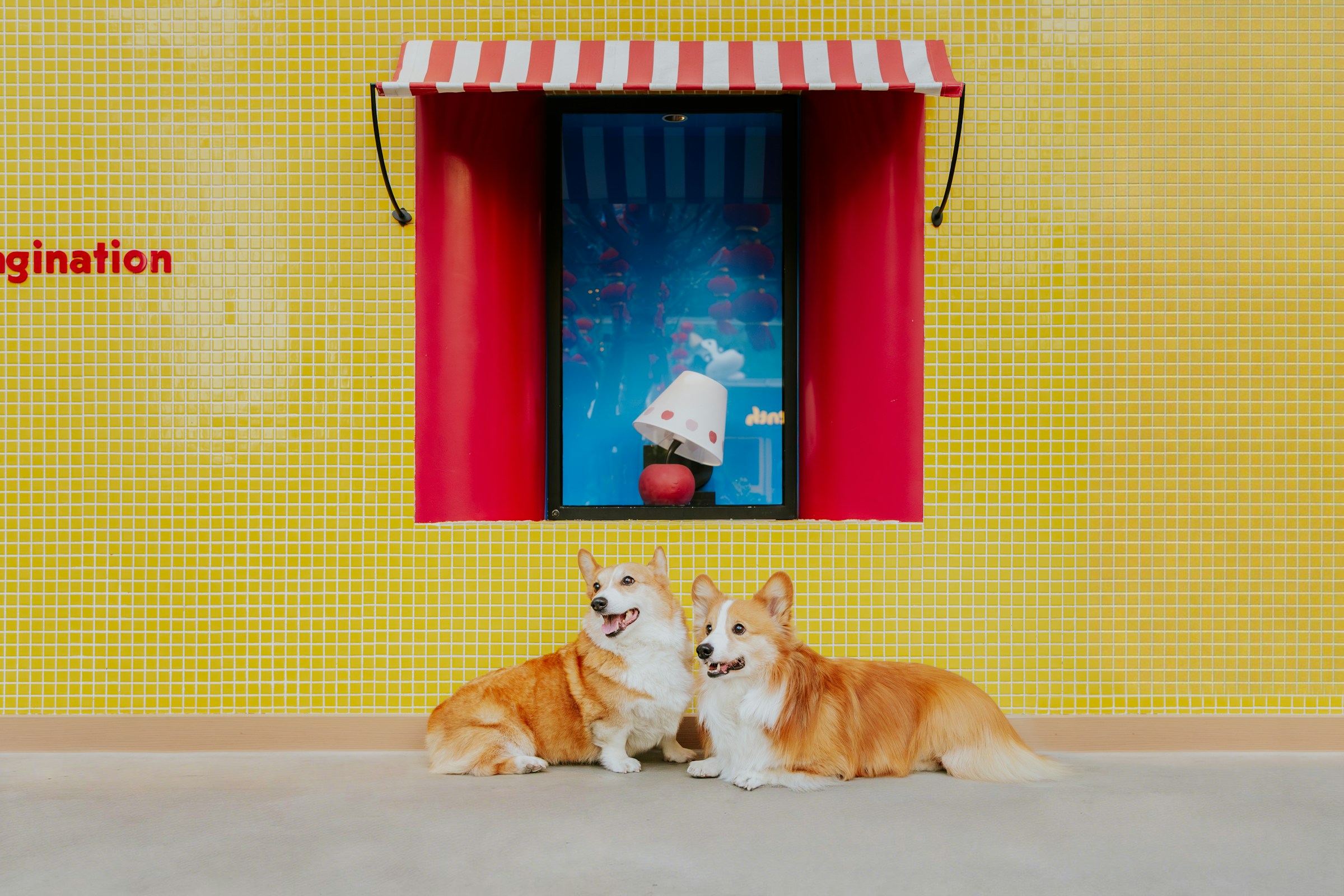 two dog in front of the house